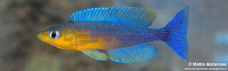Cyprichromis sp. 'dwarf jumbo' Cape Bangwe.jpg
