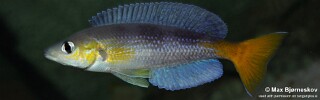 Cyprichromis sp. 'dwarf jumbo' Kagunga.jpg