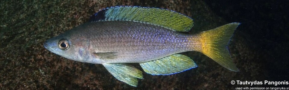 Cyprichromis sp. 'leptosoma jumbo' Nausingili Island