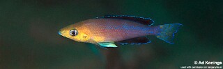 Cyprichromis sp. 'leptosoma jumbo' Maleza (Mamalesa) Island.jpg