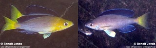 Cyprichromis sp. 'leptosoma jumbo' Silaf Rocks.jpg