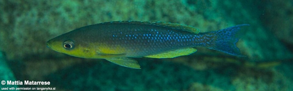 Cyprichromis sp. 'dwarf jumbo' Ifala Village<br><font color=gray>Cyprichromis sp. 'leptosoma kigoma' Ifala</font>