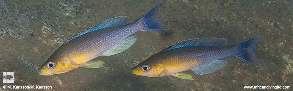Cyprichromis sp. 'dwarf jumbo' Segunga<br><font color=gray>Cyprichromis sp. 'leptosoma kigoma' Segunga</font>