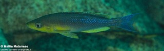 Cyprichromis sp. 'dwarf jumbo' Ifala.jpg