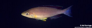 Cyprichromis sp. 'leptosoma jumbo' Kala Bay.jpg