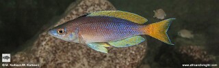 Cyprichromis sp. 'leptosoma jumbo' Lwasase Bay.jpg