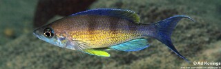 Cyprichromis zonatus 'Kabwe Nsolo'.jpg