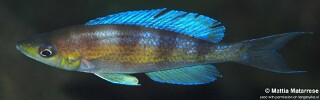 Cyprichromis zonatus 'Yamsamba Island'.jpg