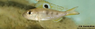 Ectodus descampsii 'Chisanse'.jpg