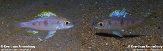 Ectodus descampsii 'Sumbu'.jpg