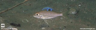 Ectodus descampsii 'Ulwile Island'.jpg