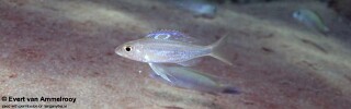 Ectodus sp. 'north' Kigoma.jpg
