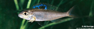 Ectodus sp. 'north'! Burundi.jpg