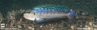 Enantiopus melanogenys 'Mtosi Bay'.jpg