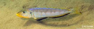 Enantiopus sp. 'kilesa'