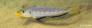 Enantiopus sp. 'kilesa' Kasenge Bay.jpg