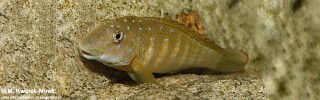 Eretmodus cyanostictus 'Tembwe (Deux)'.jpg