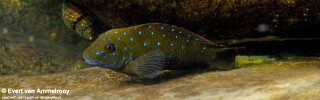 Eretmodus cyanostictus! 'Zambia'.jpg