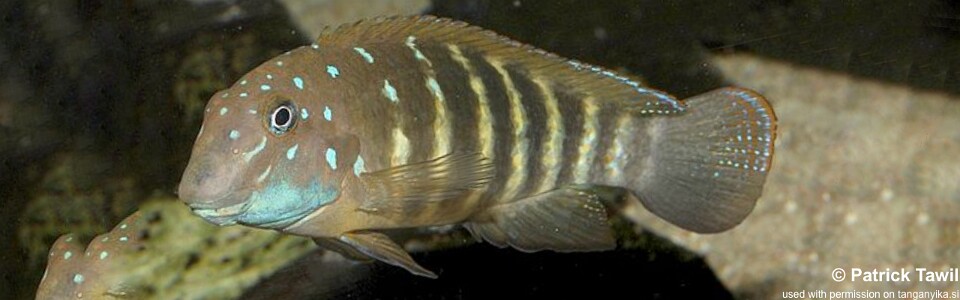 Eretmodus cf. marksmithi 'Makombe'<br><font color=gray>Eretmodus sp. 'ubwari' Makombe</font>