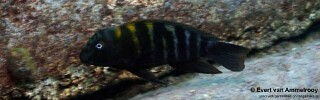 Eretmodus cf. marksmithi 'Mabilibili Bay'.jpg