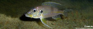 Gnathochromis permaxillaris! 'Burundi'.jpg