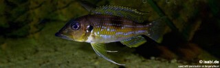 Gnathochromis permaxillaris! 'Zambia'.jpg