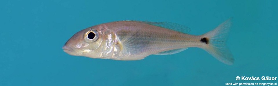 Grammatotria lemairii (unknown locality)