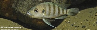 Greenwoodochromis christyi! 'Zambia'.jpg