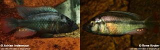 Haplochromis sp. 'chipwa'.jpg