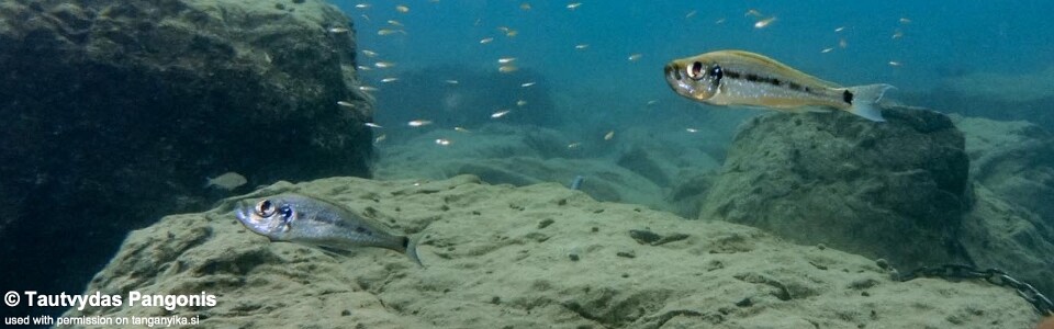 Haplotaxodon microlepis 'Ifala'