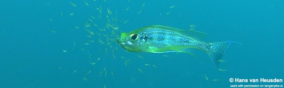 Haplotaxodon microlepis 'Mvuna Island'