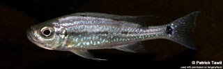Haplotaxodon microlepis 'Mkinga Bay'.jpg