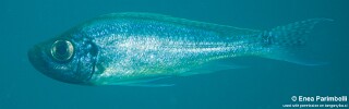 Haplotaxodon microlepis 'Mtosi Bay'.jpg
