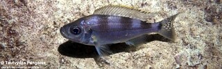 Haplotaxodon trifasciatus 'Jakobsens Beach'.jpg