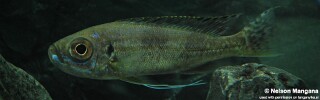 Haplotaxodon trifasciatus! 'Burundi'.jpg
