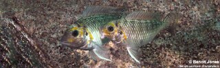 Interochromis loocki 'Maleza (Mamalesa) Island'.jpg