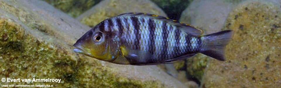 Jabarichromis pfefferi 'Kigoma North'<br><font color=gray>'Gnathochromis' pfefferi 'Kigoma North'</font> 