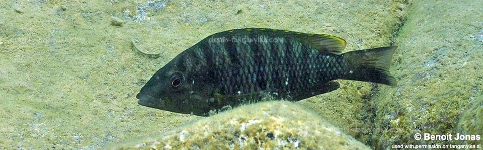Jabarichromis pfefferi 'Maswa'<br><font color=gray>'Gnathochromis' pfefferi 'Maswa'</font>