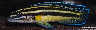 Julidochromis marksmithi 'Katondo Point'.jpg