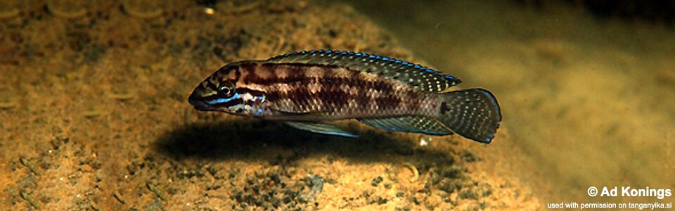 Julidochromis cf. marlieri 'Isanga Bay'