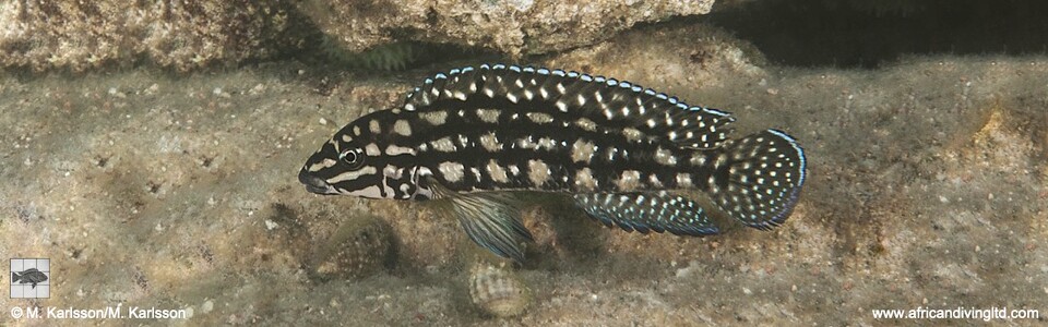 Julidochromis cf. marlieri 'Maleza (Mamalesa) Island'<br><font color=gray>J. sp. 'Marlieri Maleza' Maleza (Mamalesa) Island</font>