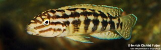 Julidochromis cf. marlieri! 'Burundi'.jpg