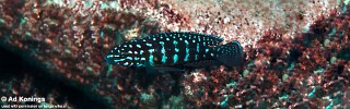 Julidochromis cf. marlieri! 'Chikalakate'.jpg