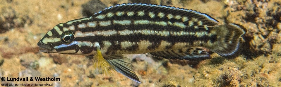 Julidochromis cf. regani 'Nondwa Point'