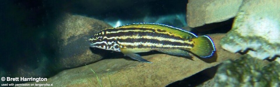 Julidochromis cf. regani 'Nsumbu National Park'