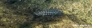 Julidochromis cf. regani 'Jakobsens Beach'.jpg