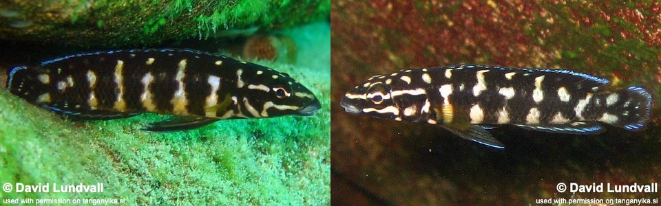 Julidochromis sp. 'kombe' Kalala<br><font color=gray>Julidochromis sp. 'transcriptus gombi' Kalala<br>J. sp. 'ornatus kombe' Kalala</font>