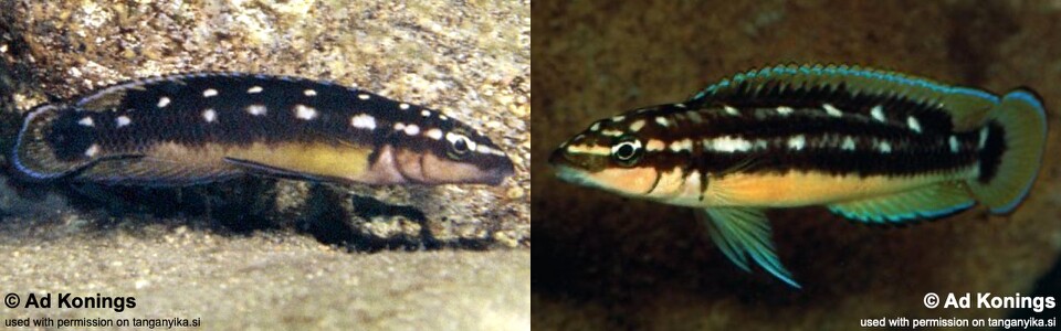 Julidochromis sp. 'ornatus kapampa' Kapampa