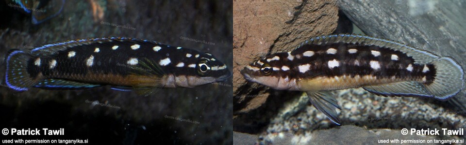 Julidochromis sp. 'ornatus kapampa' Kazia