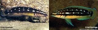 Julidochromis sp. 'ornatus kapampa' Kapampa.jpg